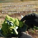 冷凍カットロマネスコカリフラワー 400g×4袋（1.6kg）