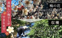 紀州南高梅使用 しそ仕込み完熟梅干し 約640g 塩分 約10％ [TM195]