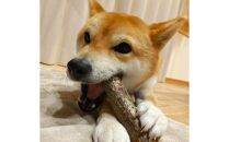 かじるの大好き　ワンちゃんのかじり木（小型～中型犬）