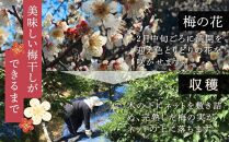 紀州南高梅使用 はちみつ うす塩味 完熟梅干し 約640g [TM197]