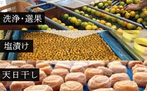 紀州南高梅使用 はちみつ うす塩味 完熟梅干し 約640g [TM197]