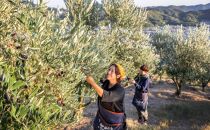 【井上誠耕園】～2024年初搾り～&nbsp;小豆島産手摘み完熟オリーブオイル&nbsp;(450g×3本)