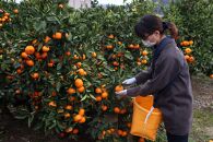 12/23までにご入金確認分は年内発送確定！きれいな温州みかん&nbsp;寄贈用にお勧め&nbsp;箱込み&nbsp;約20kg&nbsp;(S～Lサイズ混合)