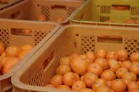 12/23までにご入金確認分は年内発送確定！きれいな温州みかん&nbsp;寄贈用にお勧め&nbsp;箱込み&nbsp;約20kg&nbsp;(S～Lサイズ混合)