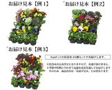季節の花苗24苗セット