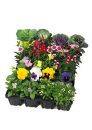 季節の花苗24苗セット