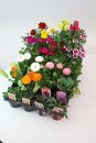 季節の花苗24苗セット