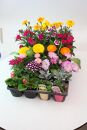 季節の花苗24苗セット