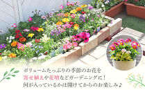 季節の花苗24セット【花苗 花苗セット 花 季節の花 花セット ガーデニング 家庭菜園 園芸 初夏 夏 花壇 庭 鉢 玄関 プランター 寄せ植え  おうち時間 趣味 ベランダ 土っ子倶楽部  プレゼント ギフト 】