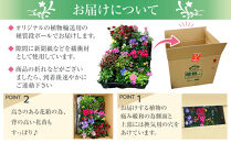 季節の花苗24セット【花苗 花苗セット 花 季節の花 花セット ガーデニング 家庭菜園 園芸 初夏 夏 花壇 庭 鉢 玄関 プランター 寄せ植え  おうち時間 趣味 ベランダ 土っ子倶楽部  プレゼント ギフト 】