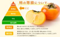 ［2026年10月上旬～発送］和歌山県産 秀品 平核無柿 約7.5kg L ~ 2L サイズ 青秀品 たねなし柿 種無し柿 選果場 直送