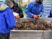 【先行予約/2026年3月より発送開始】【えりも漁協】北海道様似産エゾバフンウニ　春うに塩水パック　100ｇ×１パック