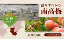 紀州南高梅&nbsp;「花」&nbsp;塩分約6％&nbsp;850g&nbsp;［YM8］