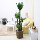 【観葉植物】青年の木（ユッカ）10号 ブラウンバスケット鉢カバー 土の表面：ウッドチップ ｜観葉植物 インテリア 部屋 おしゃれ 福岡県筑前町 送料無料