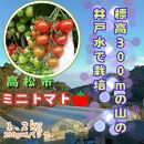 ミニトマト1.2kg (200g×6パック詰め）