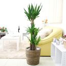 【観葉植物】青年の木（ユッカ） 8号 ブラウンバスケット鉢カバー 土の表面：ウッドチップ ｜観葉植物 インテリア 部屋 おしゃれ 福岡県筑前町 送料無料
