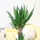 【観葉植物】青年の木（ユッカ） 8号 ブラウンバスケット鉢カバー 土の表面：ウッドチップ ｜観葉植物 インテリア 部屋 おしゃれ 福岡県筑前町 送料無料