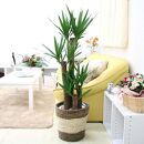 【観葉植物】青年の木（ユッカ）8号 ストライプバスケット鉢カバー 土の表面：ウッドチップ ｜観葉植物 インテリア 部屋 おしゃれ 福岡県筑前町 送料無料