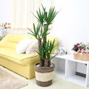 【観葉植物】青年の木（ユッカ）8号 ストライプバスケット鉢カバー 土の表面：ウッドチップ ｜観葉植物 インテリア 部屋 おしゃれ 福岡県筑前町 送料無料