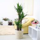 【観葉植物】青年の木（ユッカ）8号 ホワイトバスケット鉢カバー 土の表面：ウッドチップ ｜観葉植物 インテリア 部屋 おしゃれ 福岡県筑前町 送料無料