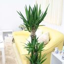 【観葉植物】青年の木（ユッカ）8号 ホワイトバスケット鉢カバー 土の表面：ウッドチップ ｜観葉植物 インテリア 部屋 おしゃれ 福岡県筑前町 送料無料