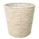 【観葉植物】青年の木（ユッカ）8号 ホワイトバスケット鉢カバー 土の表面：ウッドチップ ｜観葉植物 インテリア 部屋 おしゃれ 福岡県筑前町 送料無料