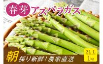 【朝採り直送】春芽アスパラガス&nbsp;1kg&nbsp;(2L-Lサイズ)&nbsp;福岡県産&nbsp;2026年
