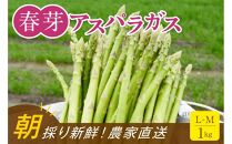 【朝採り直送】春芽アスパラガス&nbsp;1kg&nbsp;(L-Mサイズ)&nbsp;福岡県産&nbsp;2026年