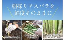 【朝採り直送】春芽アスパラガス&nbsp;1kg&nbsp;(L-Mサイズ)&nbsp;福岡県産&nbsp;2026年