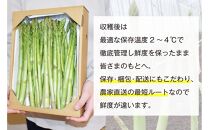 【朝採り直送】春芽アスパラガス&nbsp;1kg&nbsp;(L-Mサイズ)&nbsp;福岡県産&nbsp;2026年