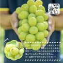 岡山県産&nbsp;シャインマスカット&nbsp;1.5kg以上（2～3房）＜2026年9月上旬～10月下旬発送＞&nbsp;|&nbsp;フルーツ&nbsp;果物&nbsp;くだもの&nbsp;シャインマスカット&nbsp;マスカット&nbsp;岡山&nbsp;岡山県産&nbsp;国産&nbsp;ギフト&nbsp;贈答用&nbsp;プレゼント&nbsp;シャインマスカット&nbsp;マスカット&nbsp;おすすめ&nbsp;人気&nbsp;シャインマスカット&nbsp;マスカット