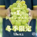 【旬果蔵出し】岡山県産&nbsp;シャインマスカット&nbsp;1.2kg以上（2～3房）＜2026年12月上旬～2027年1月中旬発送＞