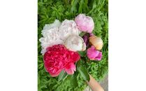 富山市八尾町産　芍薬花　母の月5月限定 「感謝を伝えよう芍薬」30本