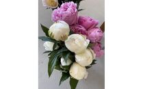 富山市八尾町産　芍薬花　母の月5月限定 「感謝を伝えよう芍薬」30本