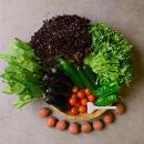 ◆全12回定期便◆【つくだ農園】《有機JAS認証&nbsp;有機野菜10品入り》京都の棚田大原で心を込めて大切に露地栽培された大地の恵みたっぷりの有機野菜!［&nbsp;有機野菜&nbsp;京都&nbsp;野菜&nbsp;有機栽培&nbsp;定期便&nbsp;セット&nbsp;季節の野菜&nbsp;おまかせ&nbsp;詰め合わせ&nbsp;産地直送&nbsp;新鮮&nbsp;ミシュラン&nbsp;錦市場&nbsp;人気&nbsp;送料無料&nbsp;おすすめ&nbsp;ふるさと納税&nbsp;］