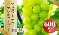 《2025年発送》岡山県産 マスカットオブアレキサンドリア 600g以上 1房