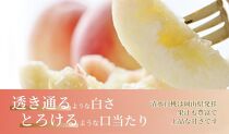《2025年発送》岡山県産 清水白桃 1.5kg 5～7玉