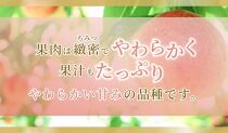 《2025年発送》岡山県産&nbsp;桃&nbsp;白鳳&nbsp;約3kg&nbsp;9～12玉