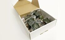 富山県産新大正糯使用　海鮮おこわ【銀鮭】　電子レンジでお手軽調理＜常温保存商品＞ 6個入り