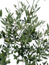 オリーブの木　Lサイズ　高さ約160～180cm