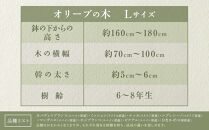 オリーブの木　Lサイズ　高さ約160～180cm