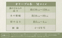 オリーブの木　Mサイズ　高さ約130～150cm