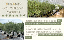 オリーブの木　Sサイズ　高さ約100～130cm