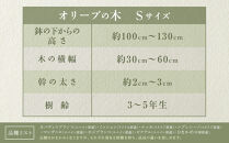 オリーブの木　Sサイズ　高さ約100～130cm