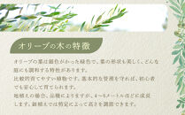 オリーブの木　XXSサイズ　高さ約50～80cm