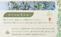 オリーブの木　XXSサイズ　高さ約50～80cm