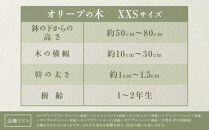 オリーブの木　XXSサイズ　高さ約50～80cm