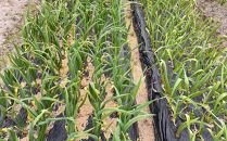 和歌山県産&nbsp;生にんにく&nbsp;約1kg&nbsp;ご家庭用&nbsp;&nbsp;★2026年５月発送［TM202］