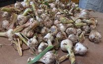和歌山県産&nbsp;生にんにく&nbsp;約1kg&nbsp;ご家庭用&nbsp;&nbsp;★2026年５月発送［TM202］