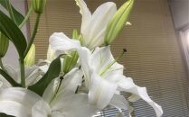 百合・シグナム（白）3本 切り花【業務用】
